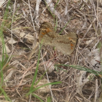 Junonia villida (Meadow Argus) at Kambah, ACT - 4 Feb 2024 by MatthewFrawley