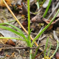 Hypoxis hygrometrica var. villosisepala at Mount Taylor - 4 Feb 2024