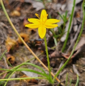 Hypoxis hygrometrica var. villosisepala at Mount Taylor - 4 Feb 2024