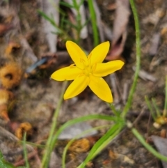 Hypoxis hygrometrica var. villosisepala at Mount Taylor - 4 Feb 2024