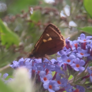 Timoconia flammeata at QPRC LGA - 4 Feb 2024