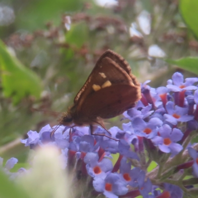 Timoconia flammeata (Bright Shield-skipper) at Braidwood, NSW - 4 Feb 2024 by MatthewFrawley