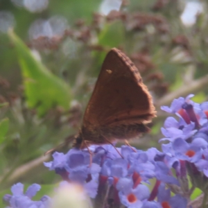 Timoconia flammeata at QPRC LGA - 4 Feb 2024