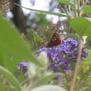 Timoconia flammeata at QPRC LGA - 4 Feb 2024