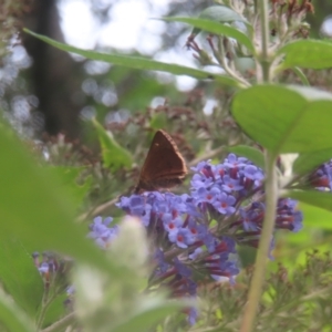 Timoconia flammeata at QPRC LGA - 4 Feb 2024