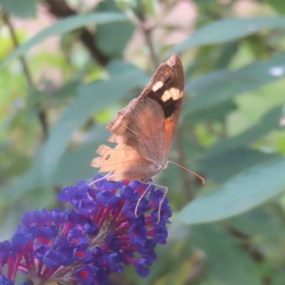 Heteronympha merope (Common Brown Butterfly) at QPRC LGA - 4 Feb 2024 by MatthewFrawley