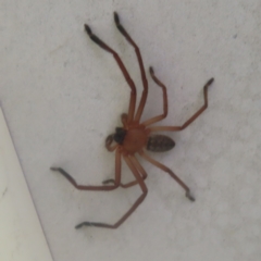 Delena cancerides (Social huntsman spider) at Braidwood, NSW - 4 Feb 2024 by MatthewFrawley