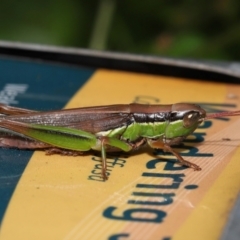 Bermius brachycerus (A grasshopper) at Capalaba, QLD - 4 Feb 2024 by TimL