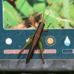 Bermius brachycerus at Capalaba, QLD - 4 Feb 2024