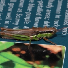 Bermius brachycerus at Capalaba, QLD - 4 Feb 2024