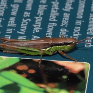 Bermius brachycerus at Capalaba, QLD - 4 Feb 2024 12:17 PM