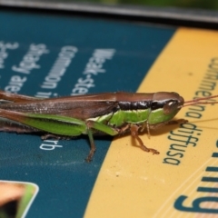 Bermius brachycerus at Capalaba, QLD - 4 Feb 2024