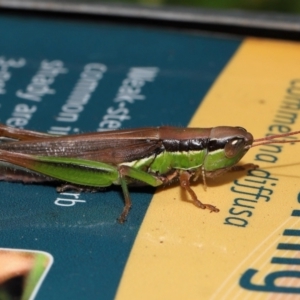 Bermius brachycerus at Capalaba, QLD - 4 Feb 2024