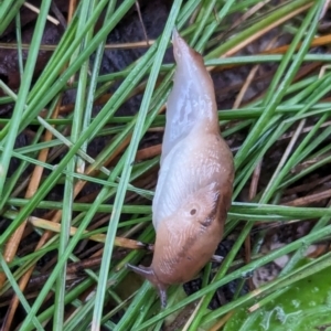 Ambigolimax sp. (valentius and waterstoni) at Watson Green Space - 5 Feb 2024