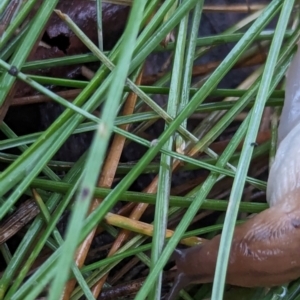 Ambigolimax sp. (valentius and waterstoni) at Watson Green Space - 5 Feb 2024