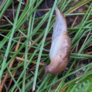 Ambigolimax sp. (valentius and waterstoni) at Watson Green Space - 5 Feb 2024