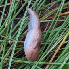 Ambigolimax sp. (valentius and waterstoni) at Watson Green Space - 5 Feb 2024