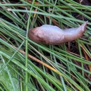 Ambigolimax sp. (valentius and waterstoni) at Watson Green Space - 5 Feb 2024