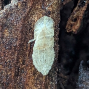 Ledromorpha planirostris at Watson Green Space - 5 Feb 2024