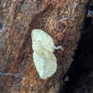 Ledromorpha planirostris at Watson Green Space - 5 Feb 2024