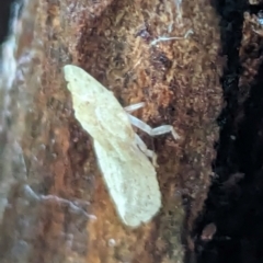 Ledromorpha planirostris at Watson Green Space - 5 Feb 2024