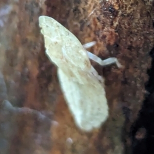 Ledromorpha planirostris at Watson Green Space - 5 Feb 2024