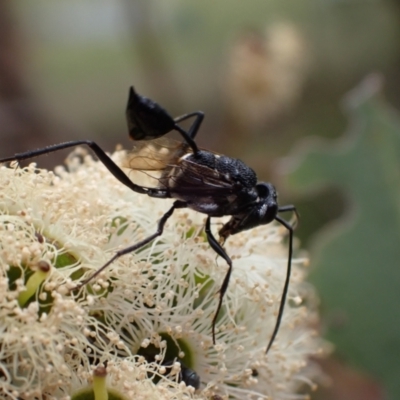 Acanthinevania sp. (genus) (Hatchet wasp) at Murrumbateman, NSW - 4 Feb 2024 by SimoneC