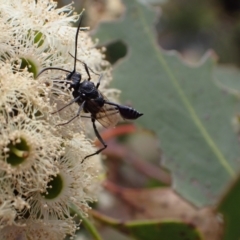 Acanthinevania sp. (genus) at Murrumbateman, NSW - 4 Feb 2024