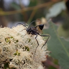 Acanthinevania sp. (genus) at Murrumbateman, NSW - 4 Feb 2024