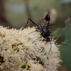 Acanthinevania sp. (genus) at Murrumbateman, NSW - 4 Feb 2024