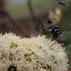 Acanthinevania sp. (genus) at Murrumbateman, NSW - 4 Feb 2024