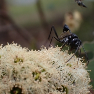 Acanthinevania sp. (genus) at Murrumbateman, NSW - 4 Feb 2024