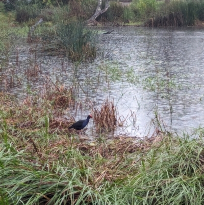 Porphyrio melanotus (Australasian Swamphen) at Watson, ACT - 5 Feb 2024 by AniseStar