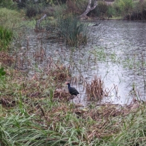 Porphyrio melanotus at Watson Green Space - 5 Feb 2024