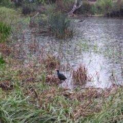 Porphyrio melanotus at Watson Green Space - 5 Feb 2024