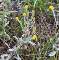 Chrysocephalum apiculatum (Common Everlasting) at Federal Golf Course - 29 Dec 2023 by Tapirlord