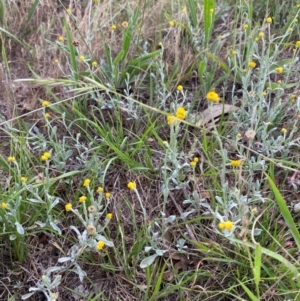 Chrysocephalum apiculatum at Federal Golf Course - 29 Dec 2023 02:48 PM