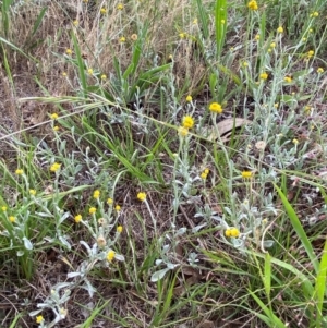 Chrysocephalum apiculatum at Federal Golf Course - 29 Dec 2023 02:48 PM