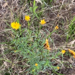 Xerochrysum viscosum at Red Hill to Yarralumla Creek - 29 Dec 2023