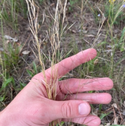 Austrostipa scabra subsp. falcata (Rough Spear-grass) at Red Hill to Yarralumla Creek - 29 Dec 2023 by Tapirlord