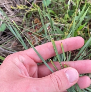 Lomandra multiflora at Red Hill to Yarralumla Creek - 29 Dec 2023 02:47 PM