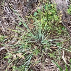 Lomandra multiflora at Red Hill to Yarralumla Creek - 29 Dec 2023
