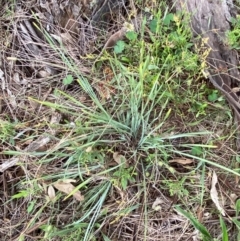 Lomandra multiflora at Red Hill to Yarralumla Creek - 29 Dec 2023 02:47 PM