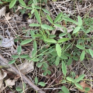 Glycine tabacina at Federal Golf Course - 29 Dec 2023