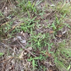 Glycine tabacina at Federal Golf Course - 29 Dec 2023