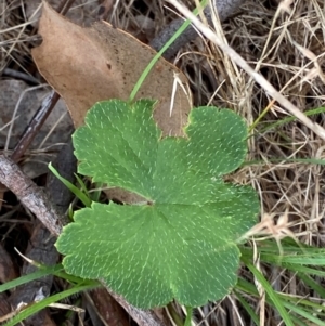 Hydrocotyle laxiflora at Federal Golf Course - 29 Dec 2023