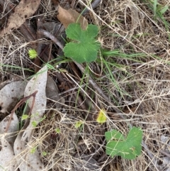 Hydrocotyle laxiflora at Federal Golf Course - 29 Dec 2023 02:47 PM