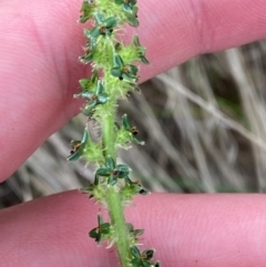 Acaena x ovina (Sheep's Burr) at Red Hill to Yarralumla Creek - 29 Dec 2023 by Tapirlord