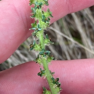 Acaena x ovina at Red Hill to Yarralumla Creek - 29 Dec 2023