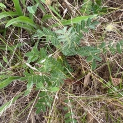 Acaena x ovina at Red Hill to Yarralumla Creek - 29 Dec 2023